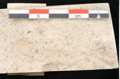Foto (Detailansicht) von Olea noti Unger (NHMW-GEO-2024-0188-8146)